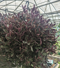 8" Hemigraphis Purple Waffle HB